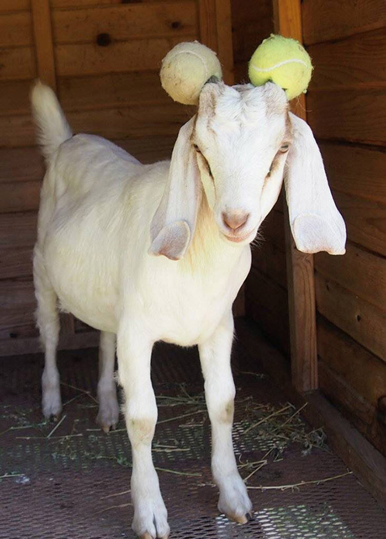 misbehaving goats and their adorable headgear