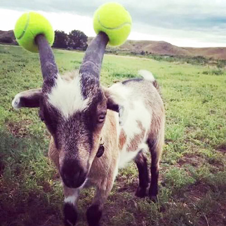 misbehaving goats and their adorable headgear
