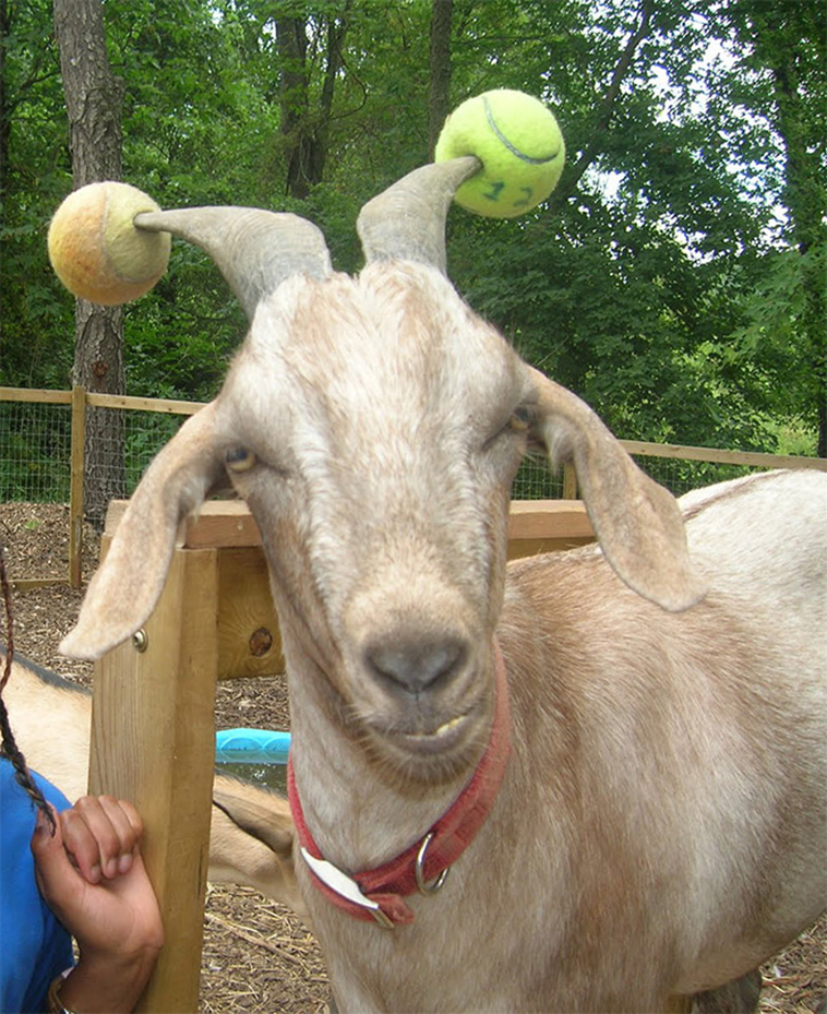 misbehaving goats and their adorable headgear