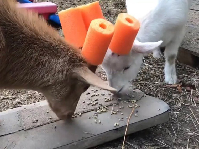 misbehaving goats and their adorable headgear