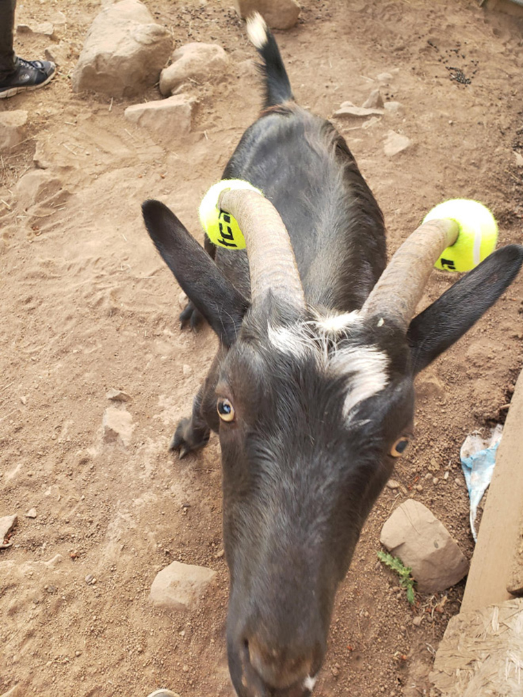 misbehaving goats and their adorable headgear