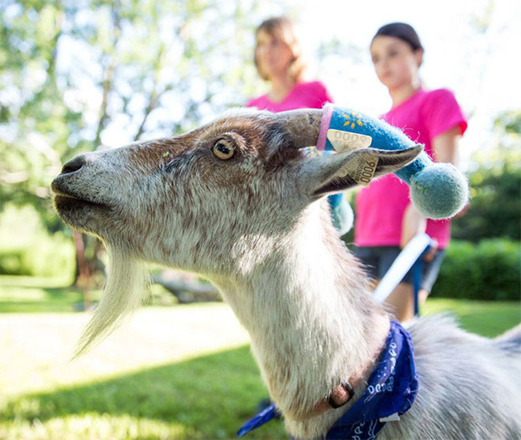 misbehaving goats and their adorable headgear