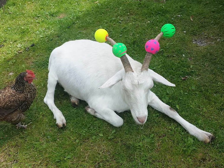 misbehaving goats and their adorable headgear