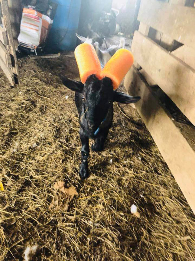 misbehaving goats and their adorable headgear