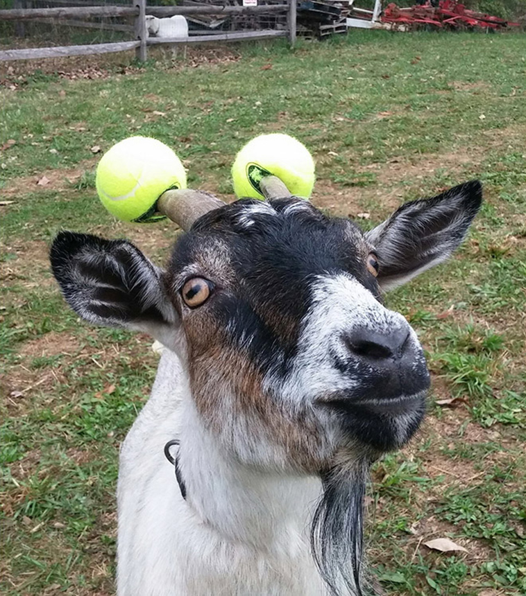 misbehaving goats and their adorable headgear