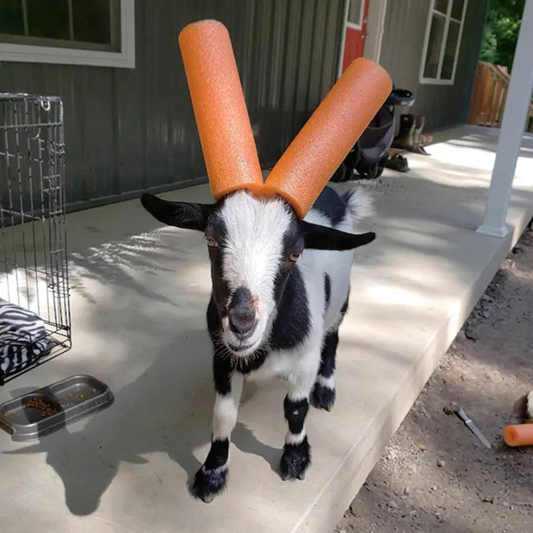 misbehaving goats and their adorable headgear