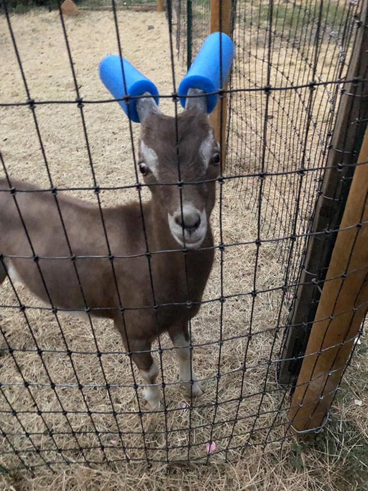 misbehaving goats and their adorable headgear