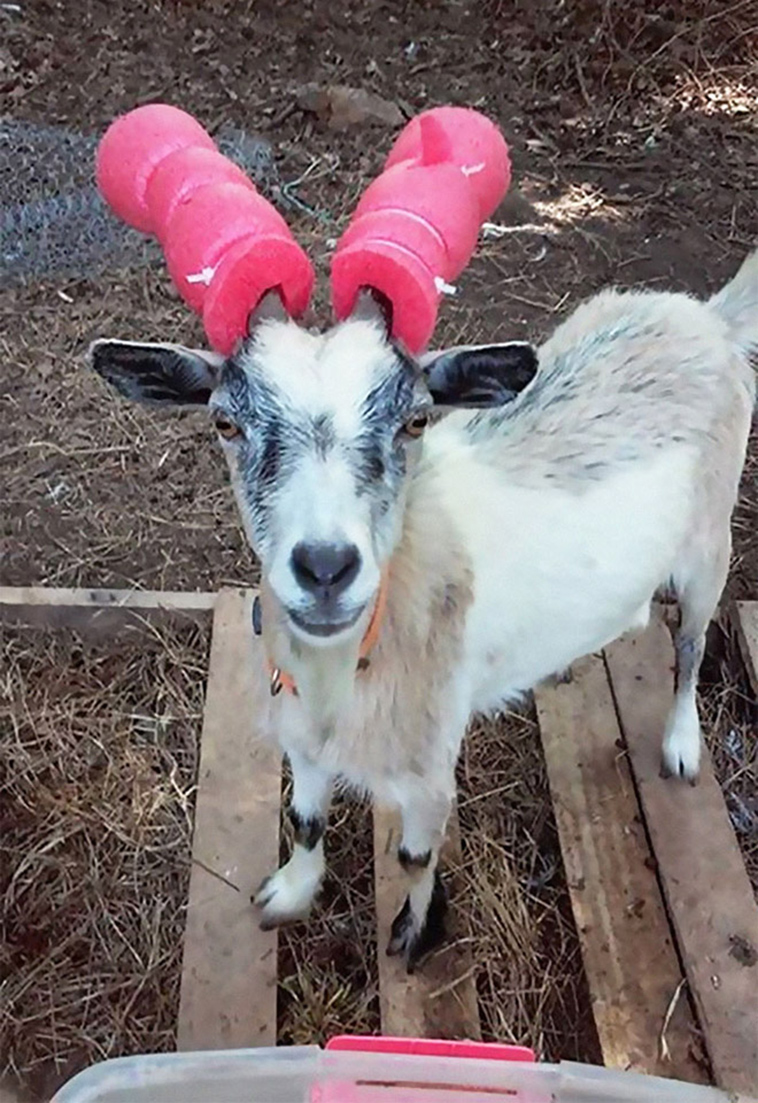 misbehaving goats and their adorable headgear