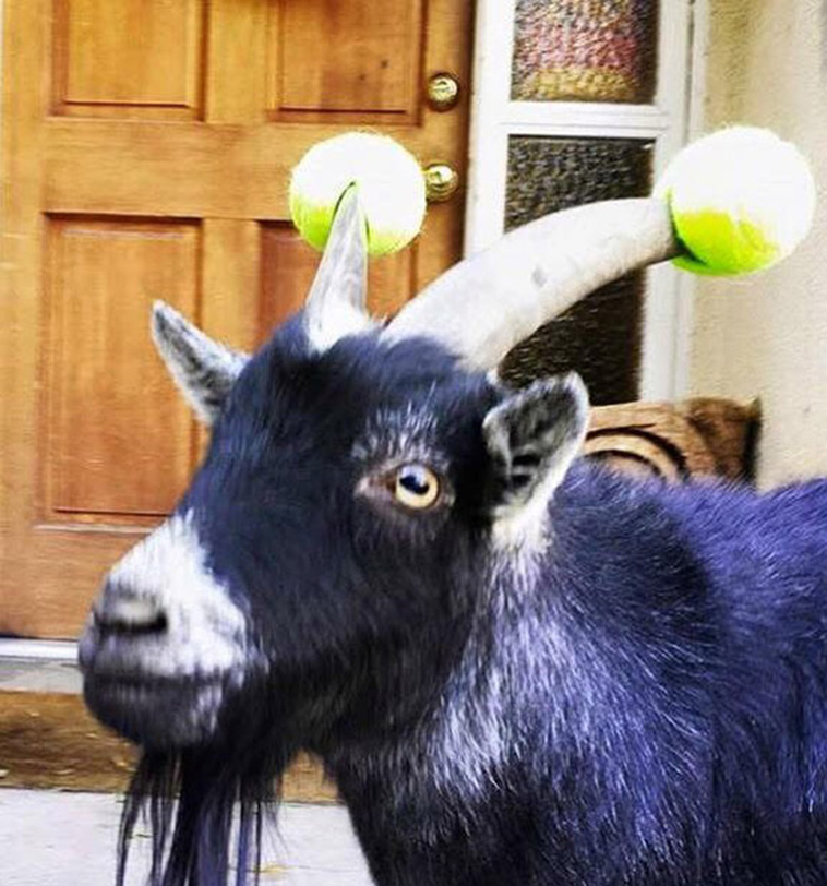 misbehaving goats and their adorable headgear