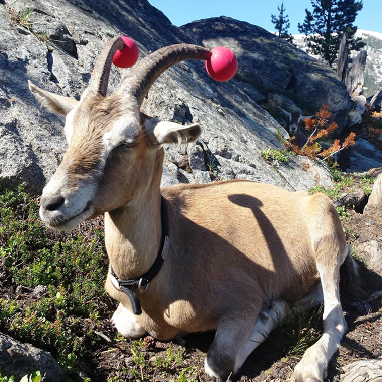 misbehaving goats and their adorable headgear
