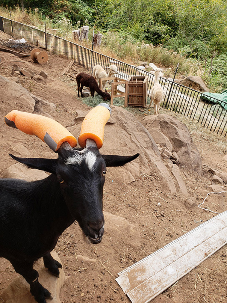 misbehaving goats and their adorable headgear