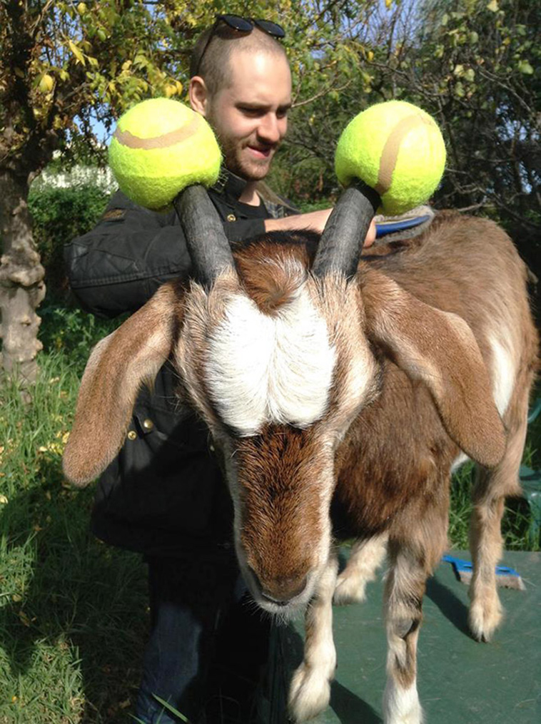misbehaving goats and their adorable headgear