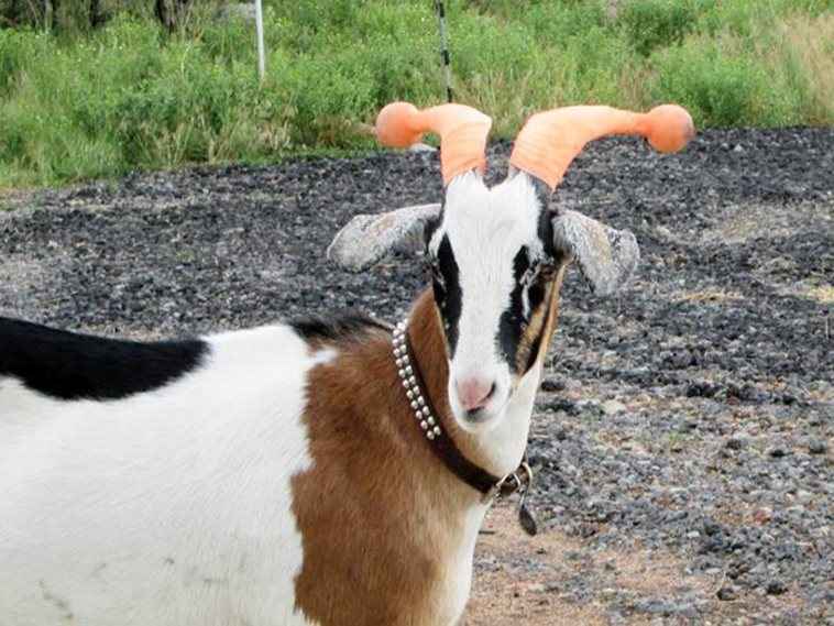 misbehaving goats and their adorable headgear