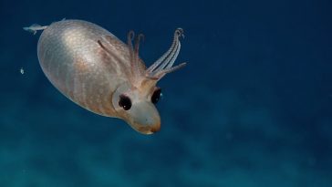 Piglet Squid