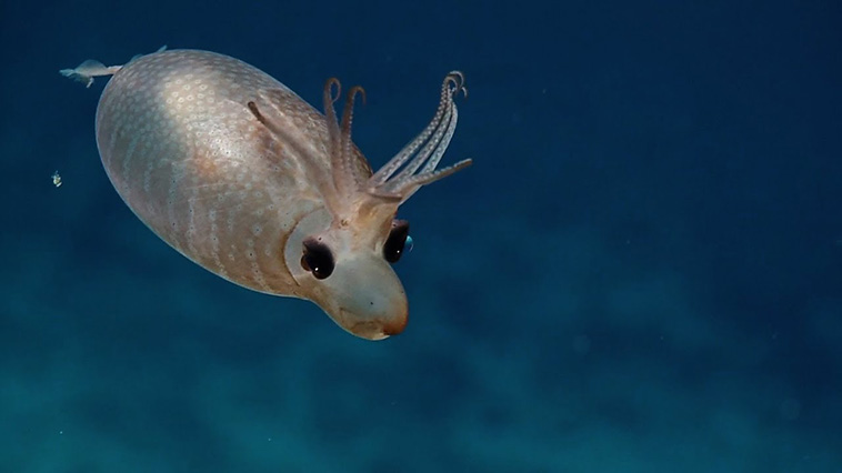 Piglet Squid
