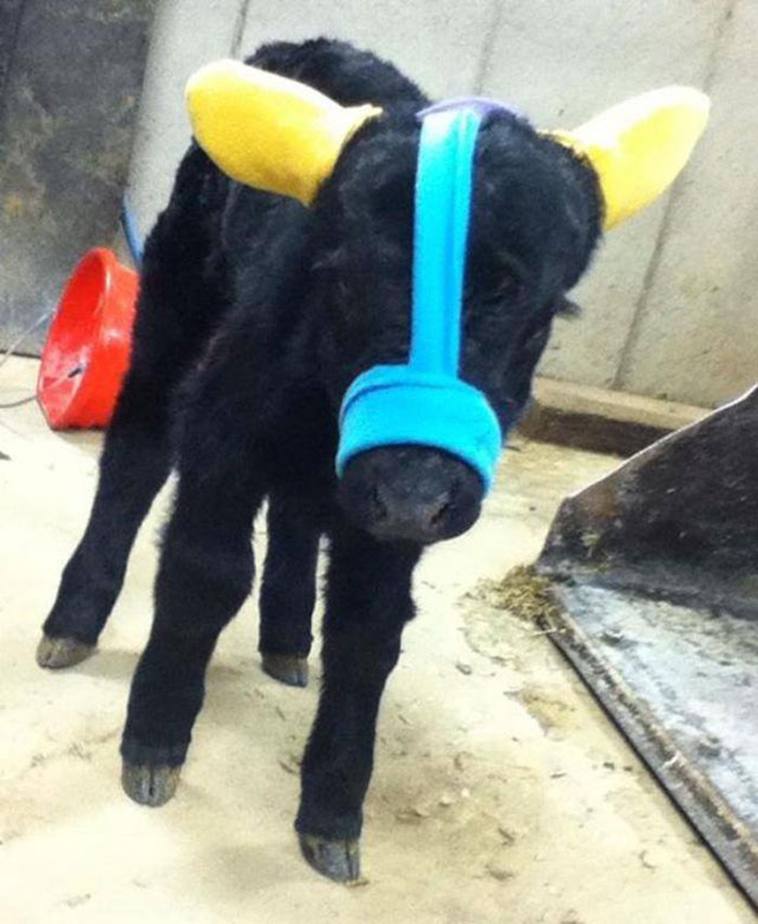 cute cows earmuffs