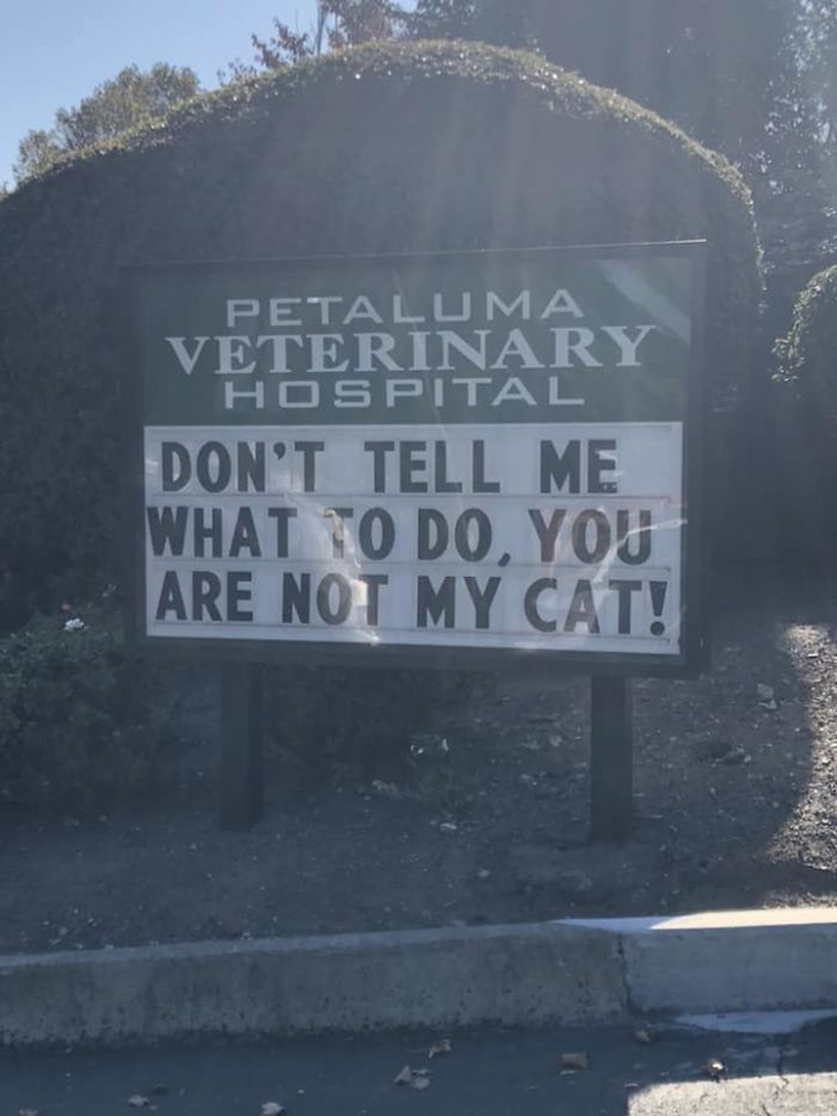 funny vet signs about cats
