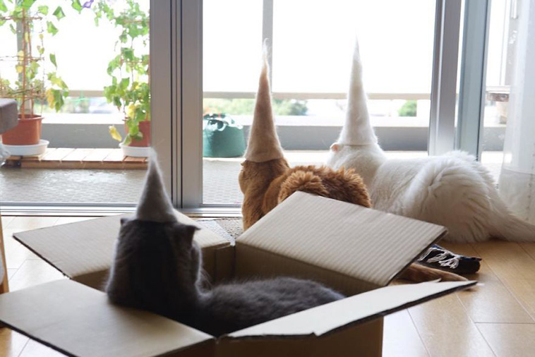 hats for cats