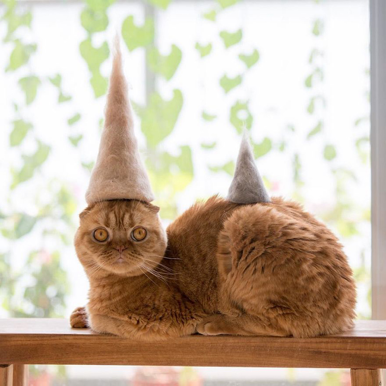 cats with hats