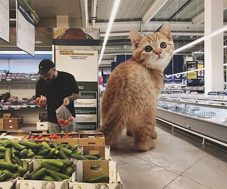 russian artist photoshops giant cats