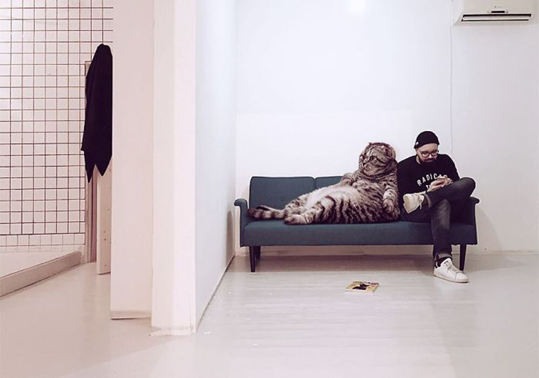 russian artist photoshops giant cats
