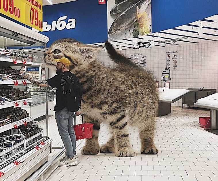 russian artist photoshops giant cats