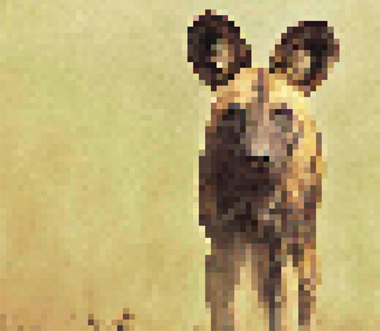 endagered animals pixels campaign extinction