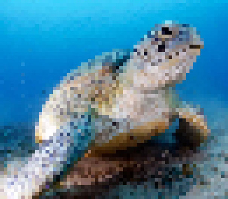 endagered animals pixels campaign extinction