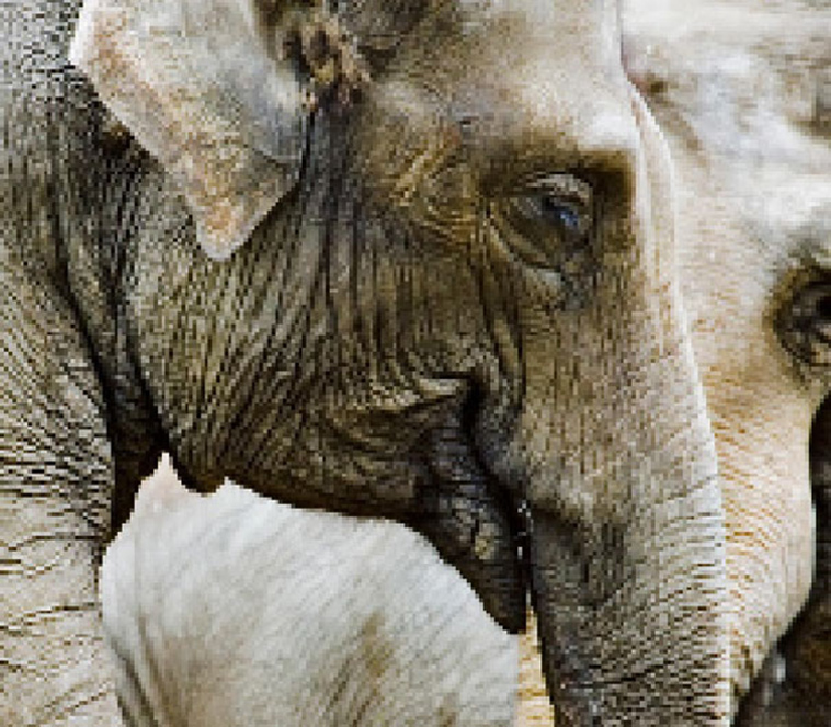 endagered animals pixels campaign extinction