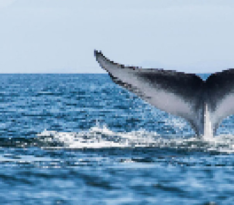 endagered animals pixels campaign extinction