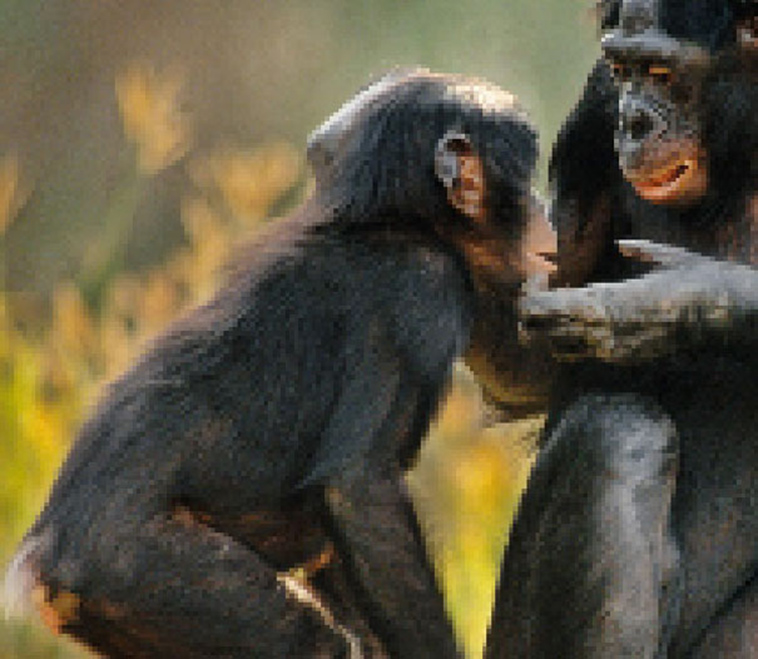 endagered animals pixels campaign extinction