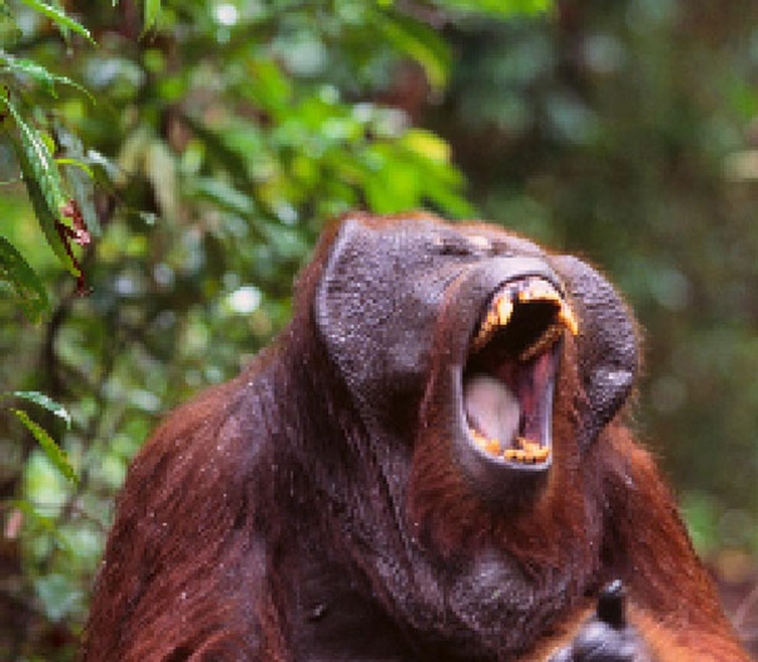 endagered animals pixels campaign extinction