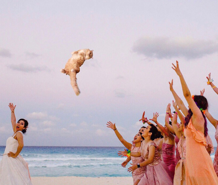 Bridal Bouquets Replaced With Cats