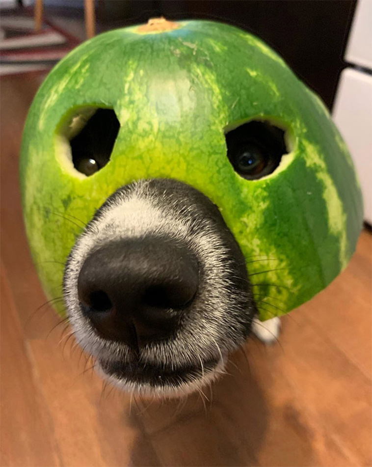 Dogs Wearing Watermelon Helmets