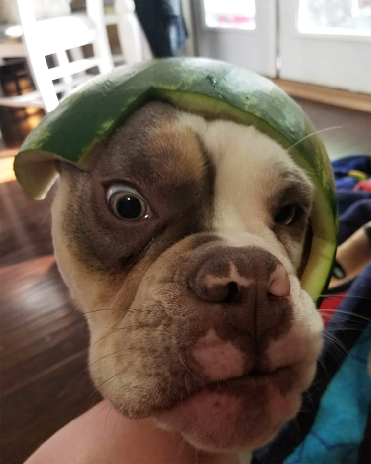 Dogs Wearing Watermelon Helmets