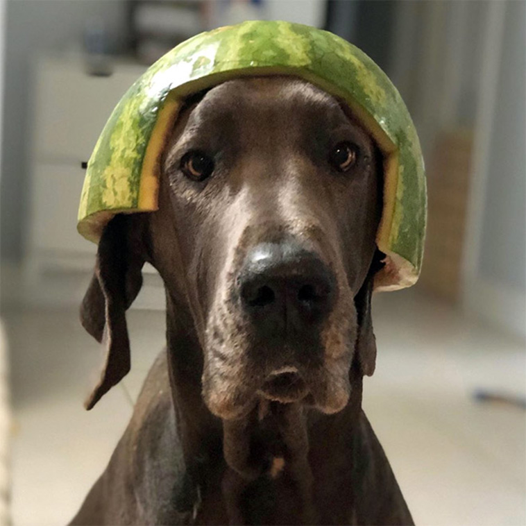 Dogs Wearing Watermelon Helmetsa>sZ