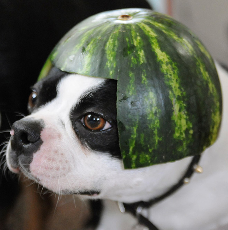 Dogs Wearing Watermelon Helmets