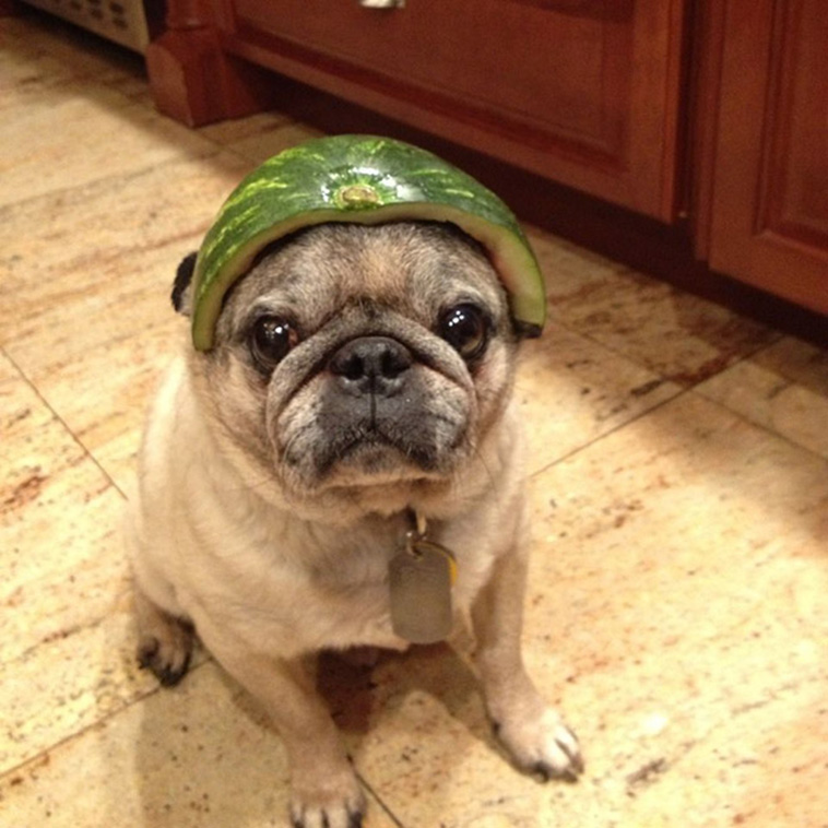 Dogs Wearing Watermelon Helmets