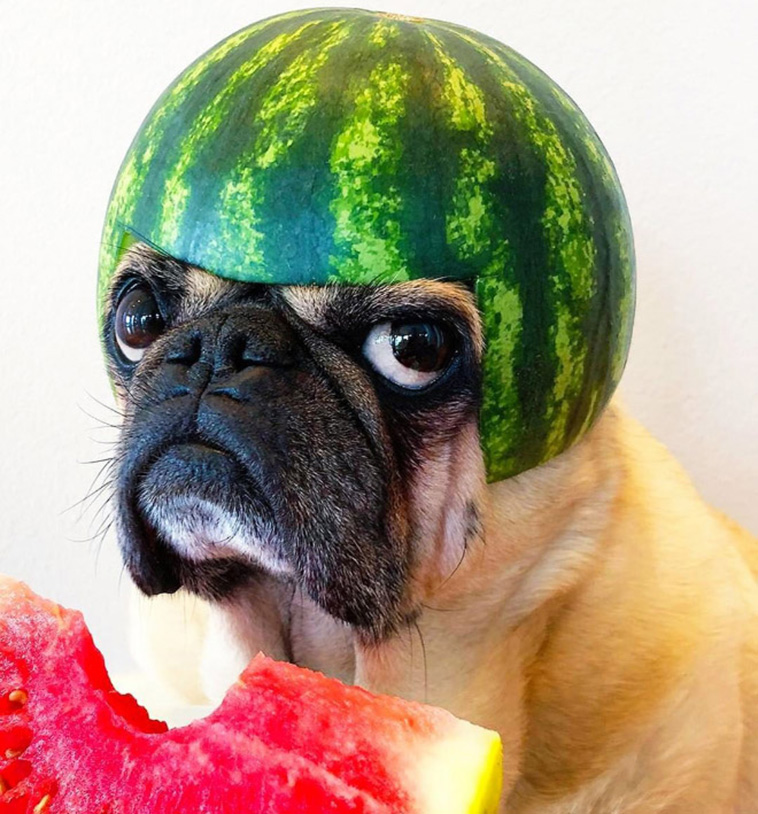 Dogs Wearing Watermelon Helmets