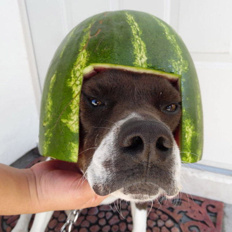 Dogs Wearing Watermelon Helmets