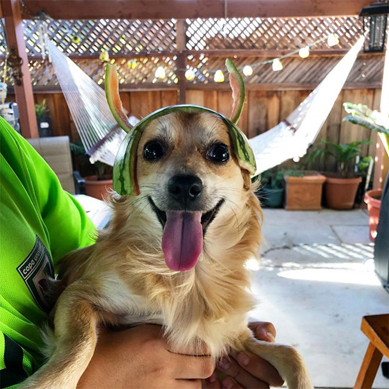Dogs Wearing Watermelon Helmets