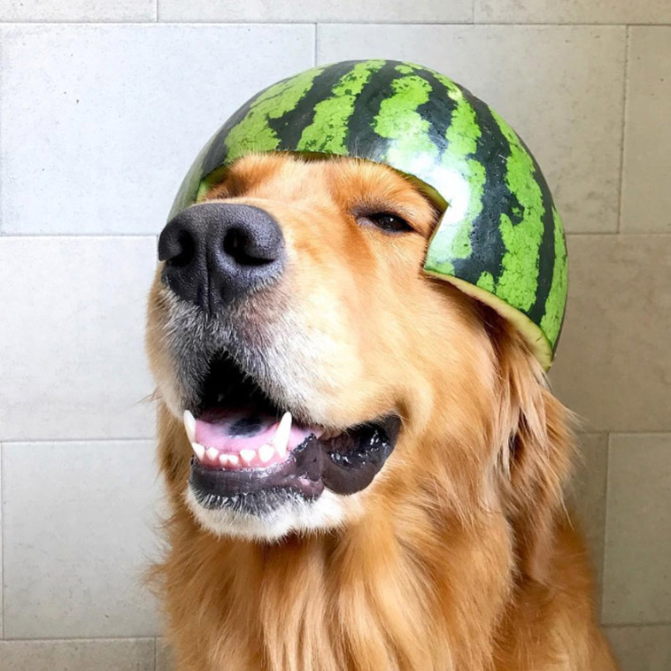 Dogs Wearing Watermelon Helmets