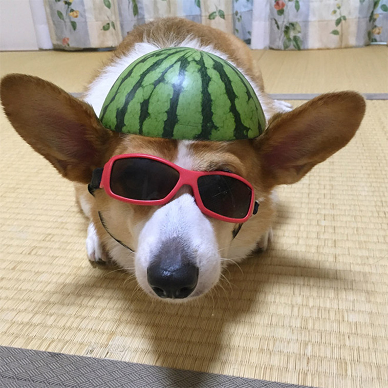 Dogs Wearing Watermelon Helmets