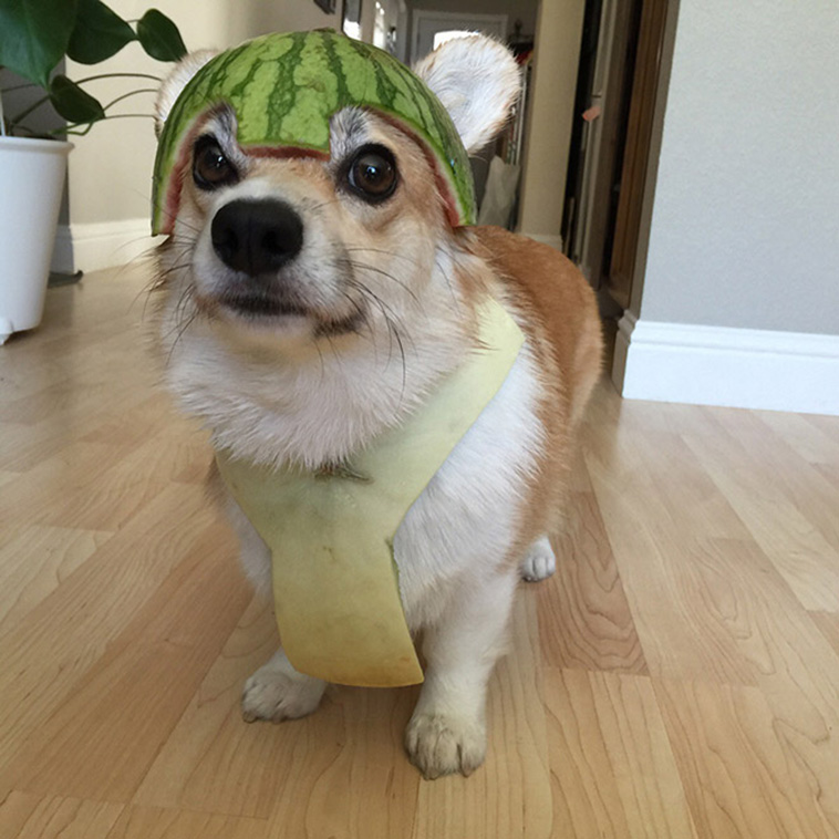 Dogs Wearing Watermelon Helmets