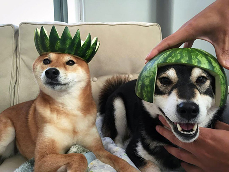 Dogs Wearing Watermelon Helmets