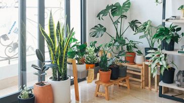 Houseplants for beginners