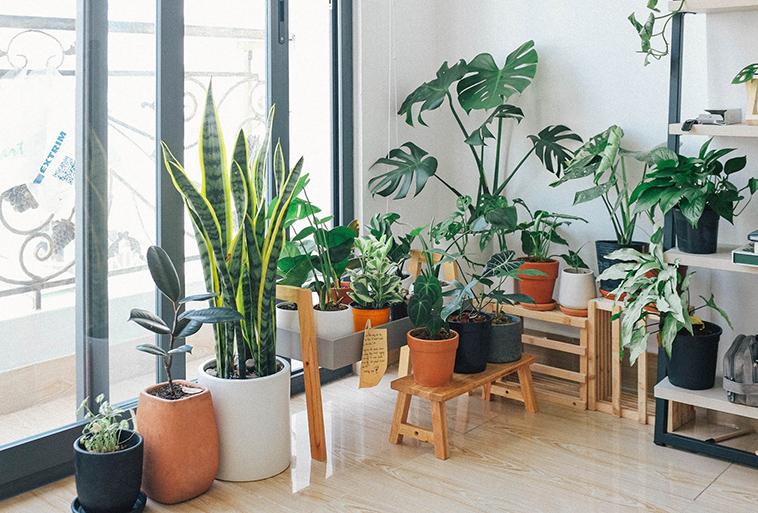 Top 3 Houseplants for the New Plant Parent