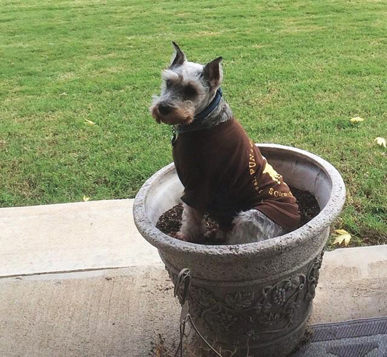 Things Our Pets Do When We Are Not Looking