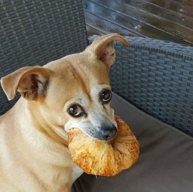 Things Our Pets Do When We Are Not Looking