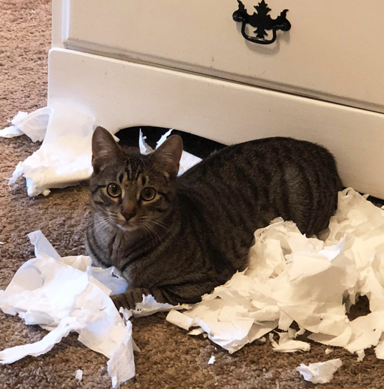 Things Our Pets Do When We Are Not Looking